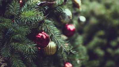Živý nebo umělý vánoční stromeček? Češi mají jasno
