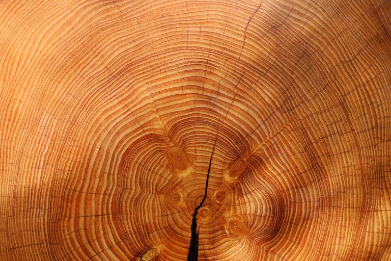České dřevo – všestranně využitelná strategická surovina státu
